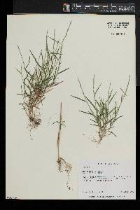 Muhlenbergia schreberi image