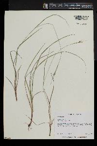 Carex swanii image