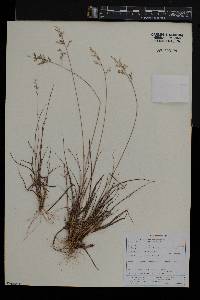 Eragrostis racemosa image