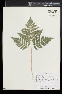 Pteridium aquilinum var. latiusculum image