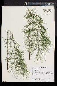 Equisetum sylvaticum image