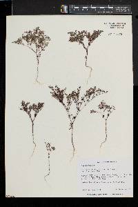 Paronychia fastigiata var. fastigiata image