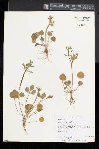 Ranunculus micranthus image