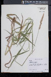 Calamagrostis cinnoides image