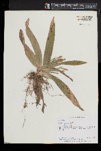 Carex platyphylla image