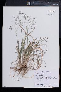 Poa cuspidata image