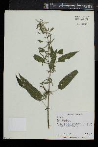 Urtica gracilis image