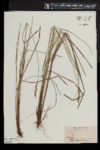 Carex prairea image