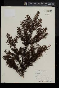 Taxus canadensis image