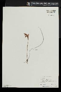 Arethusa bulbosa image