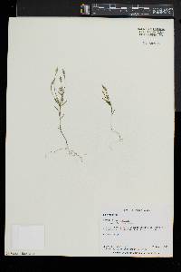 Polygala verticillata image