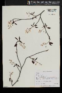 Amelanchier laevis image