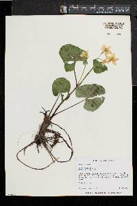 Caltha palustris image