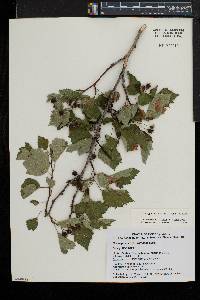 Crataegus pruinosa image