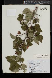 Crataegus pruinosa image