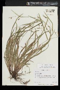 Carex laxiculmis image