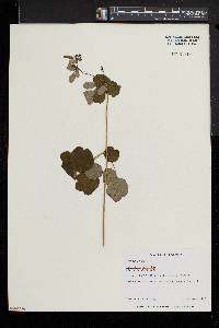 Thalictrum amphibolum image