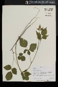 Rubus flagellaris image