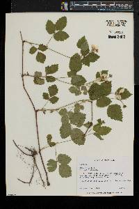 Rubus flagellaris image