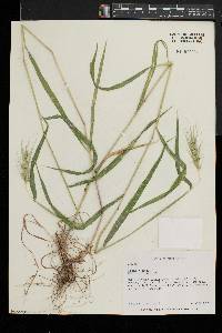 Elymus riparius image