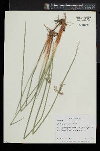 Juncus effusus var. solutus image