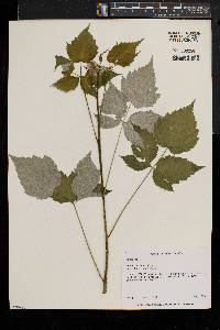 Rubus occidentalis image