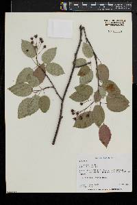 Amelanchier laevis image