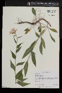 Hesperis matronalis image