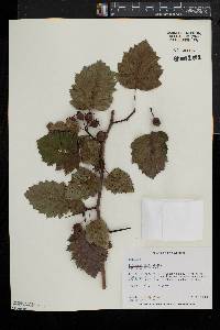 Crataegus pennsylvanica image