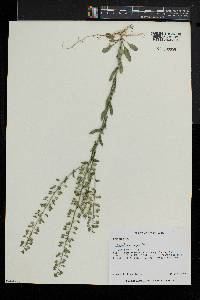 Lepidium campestre image