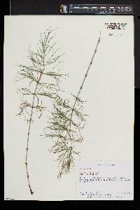 Equisetum sylvaticum image