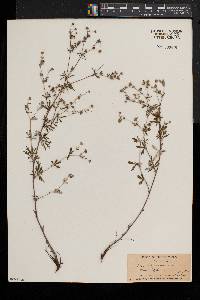 Potentilla argentea image