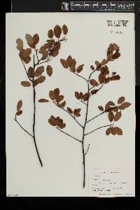 Amelanchier spicata image