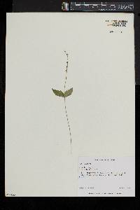 Mitella diphylla image