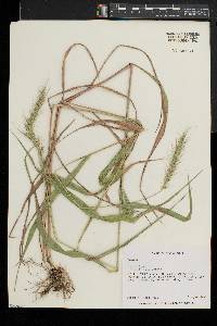 Elymus riparius image