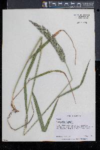 Calamagrostis cinnoides image