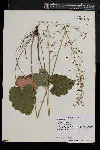 Heuchera americana image