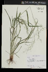 Festuca subverticillata image