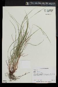 Carex swanii image