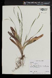 Carex platyphylla image