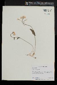 Cardamine douglassii image