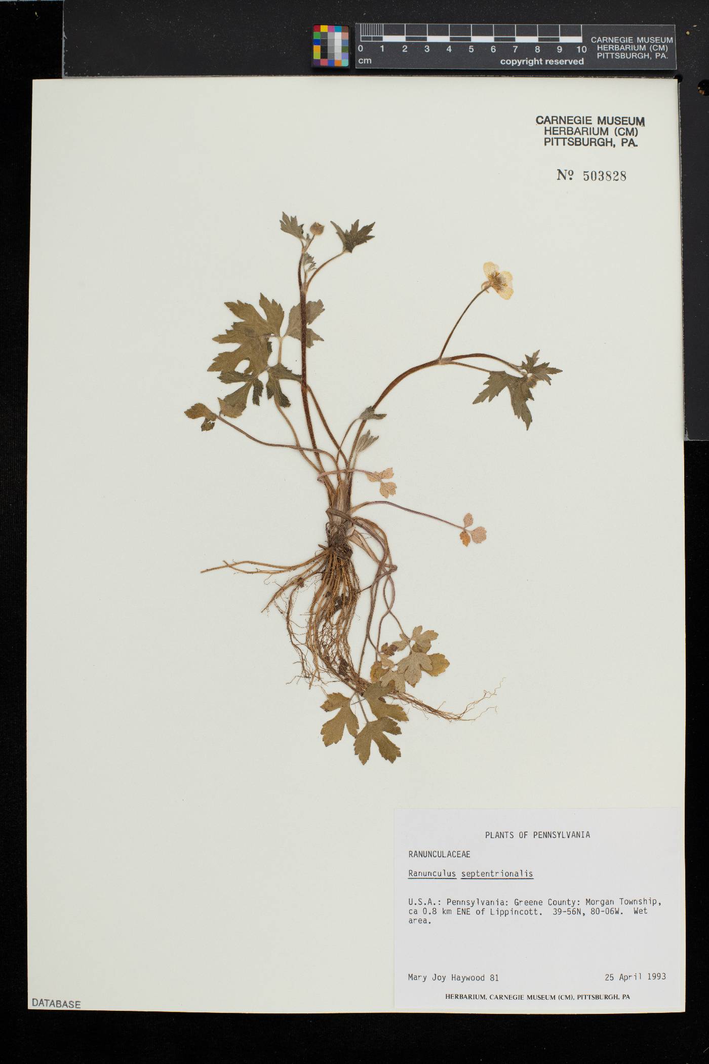 Ranunculus septentrionalis image