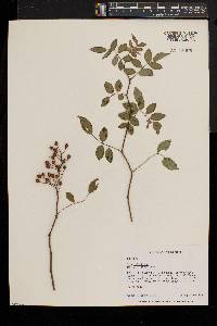 Rosa multiflora image