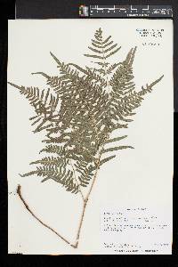 Pteridium aquilinum subsp. pseudocaudatum image