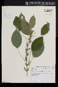 Acalypha ciliata image