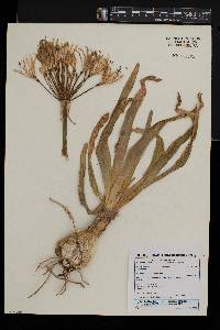 Nerine laticoma image