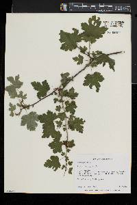 Ribes cynosbati image