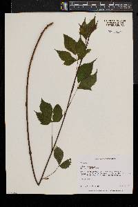 Rubus canadensis image