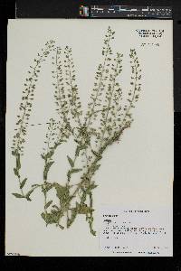 Lepidium campestre image