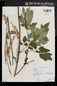 Actaea racemosa image